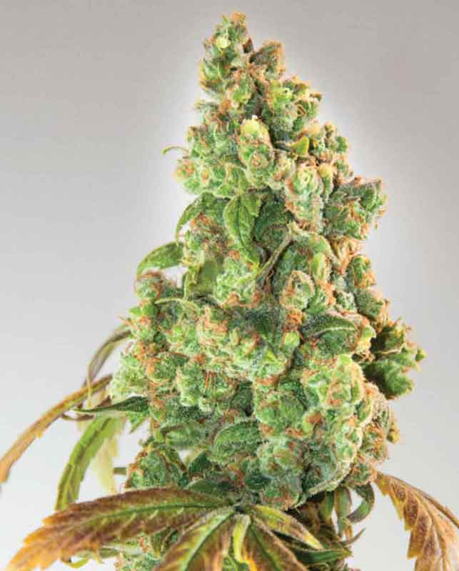 Nurse Lilly CBD von Expert Seeds