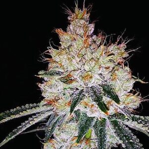 OGesus Auto von Expert Seeds