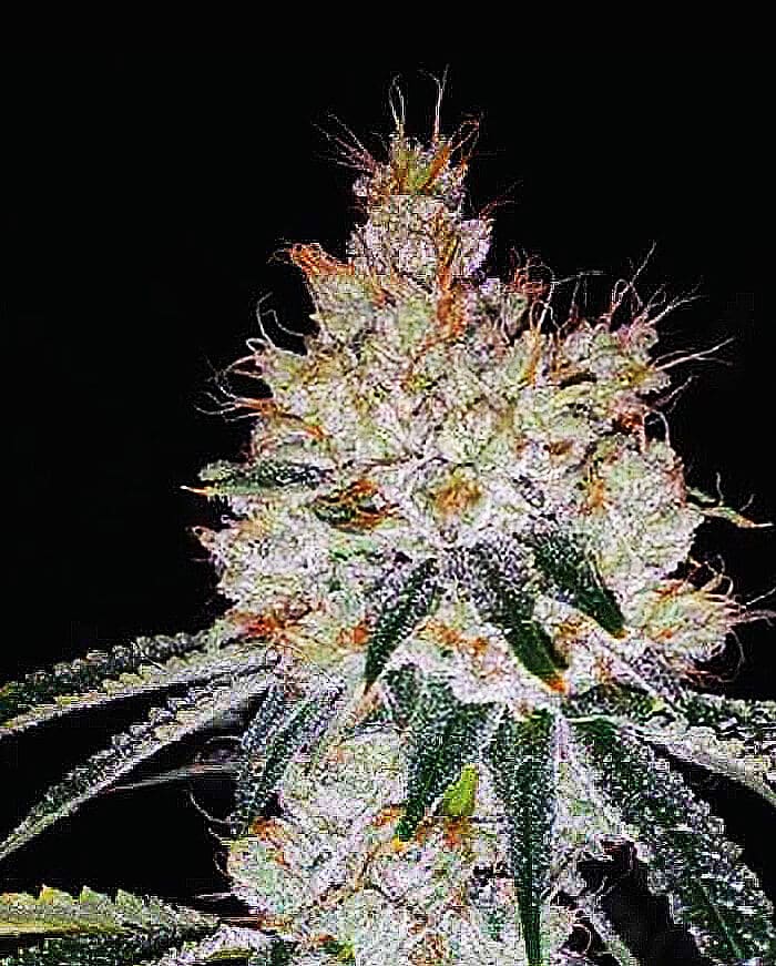 OGesus Auto von Expert Seeds