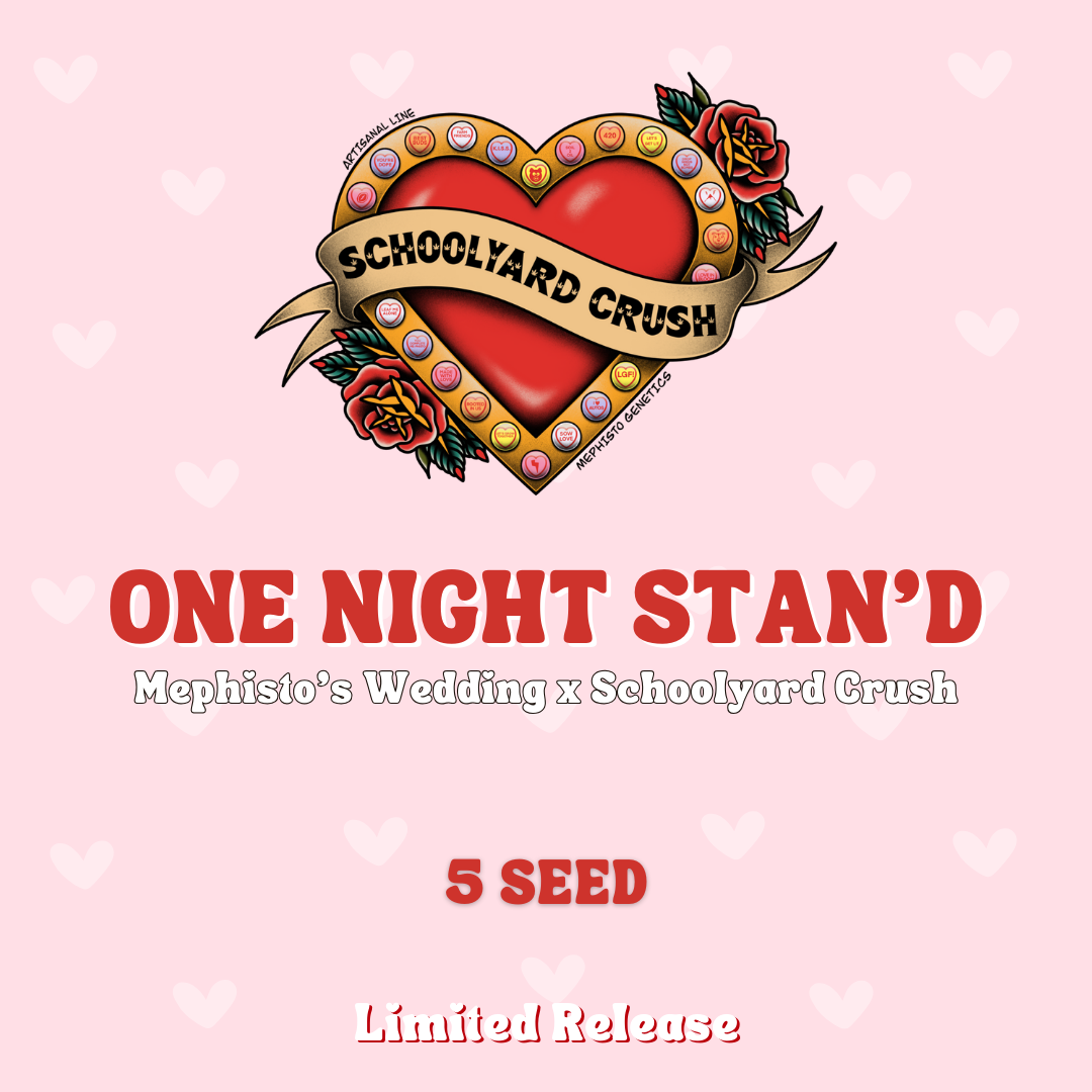 one night stan'd 5+1er – mephisto genetics (autoflower samen)