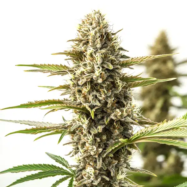 Orient Auto von Blimburn Seeds