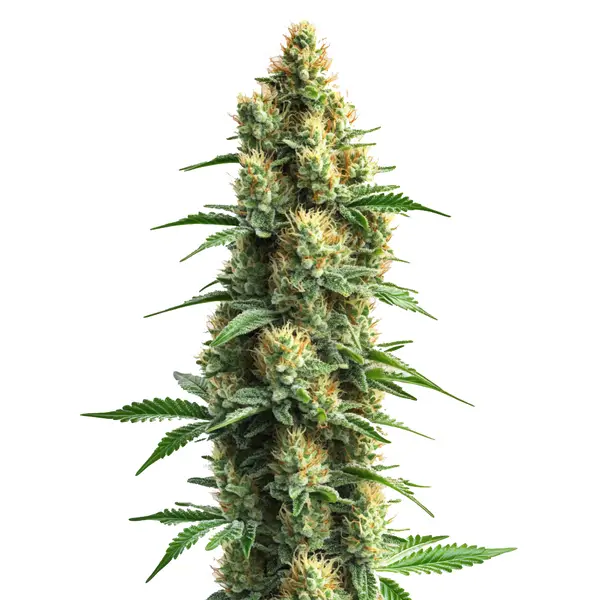 Orka von Blimburn Seeds