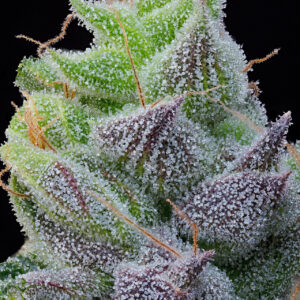 Peach Limeade von Grounded Genetics