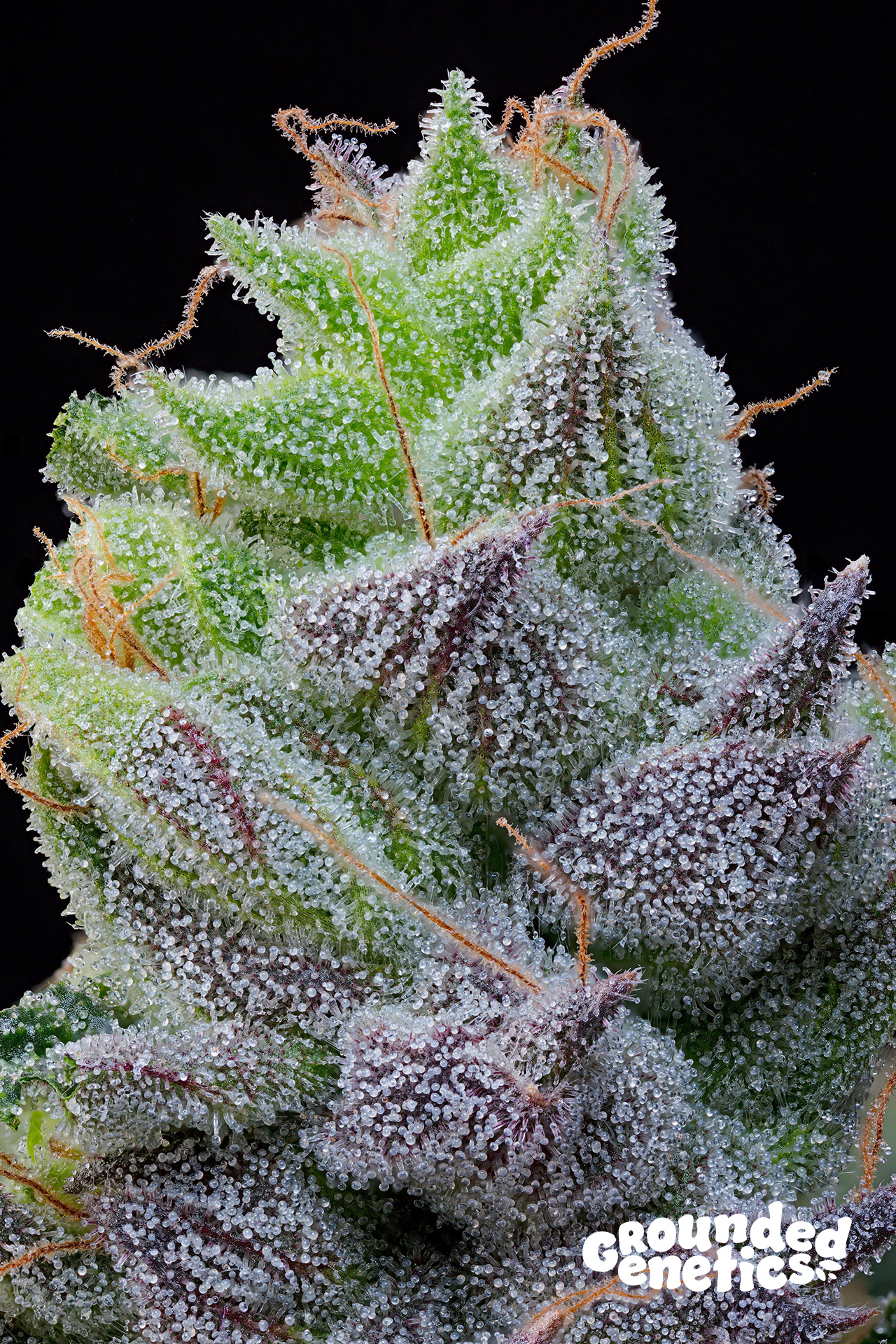 Peach Limeade von Grounded Genetics