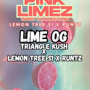 Lime OG von Grounded Genetics