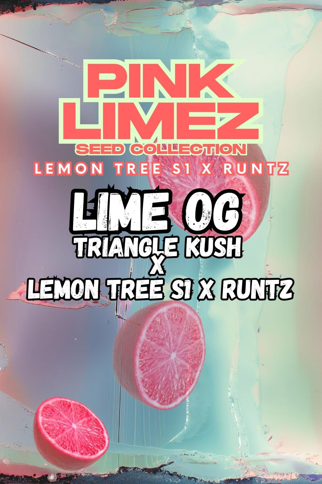 Lime OG von Grounded Genetics