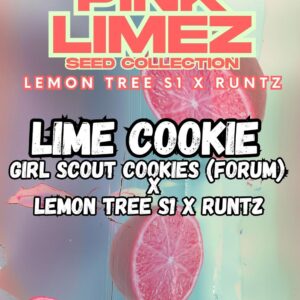 Lime Cookie von Grounded Genetics