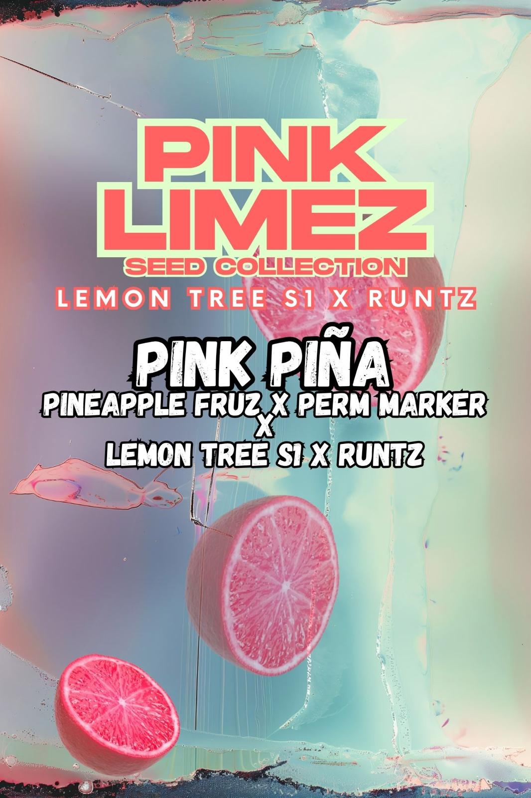 Pink Piña von Grounded Genetics