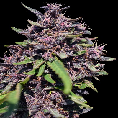Panama x PCK von ACE Seeds