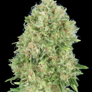 Pineapple Glue von Advanced Seeds