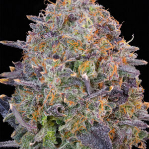 Pink Chai von Grounded Genetics