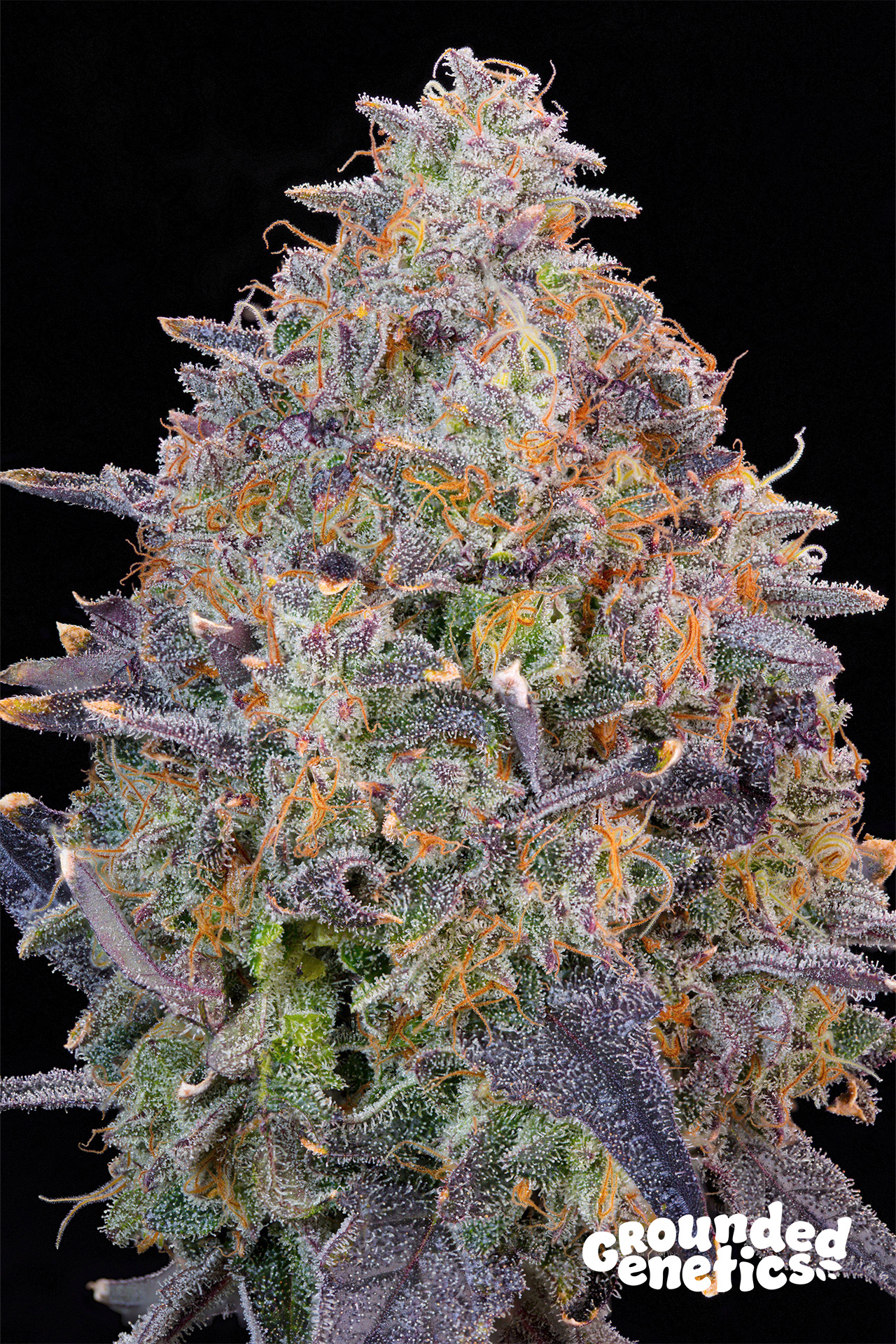 Pink Chai von Grounded Genetics
