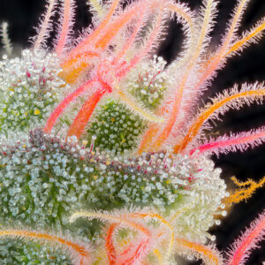 Pink Honey von Grounded Genetics