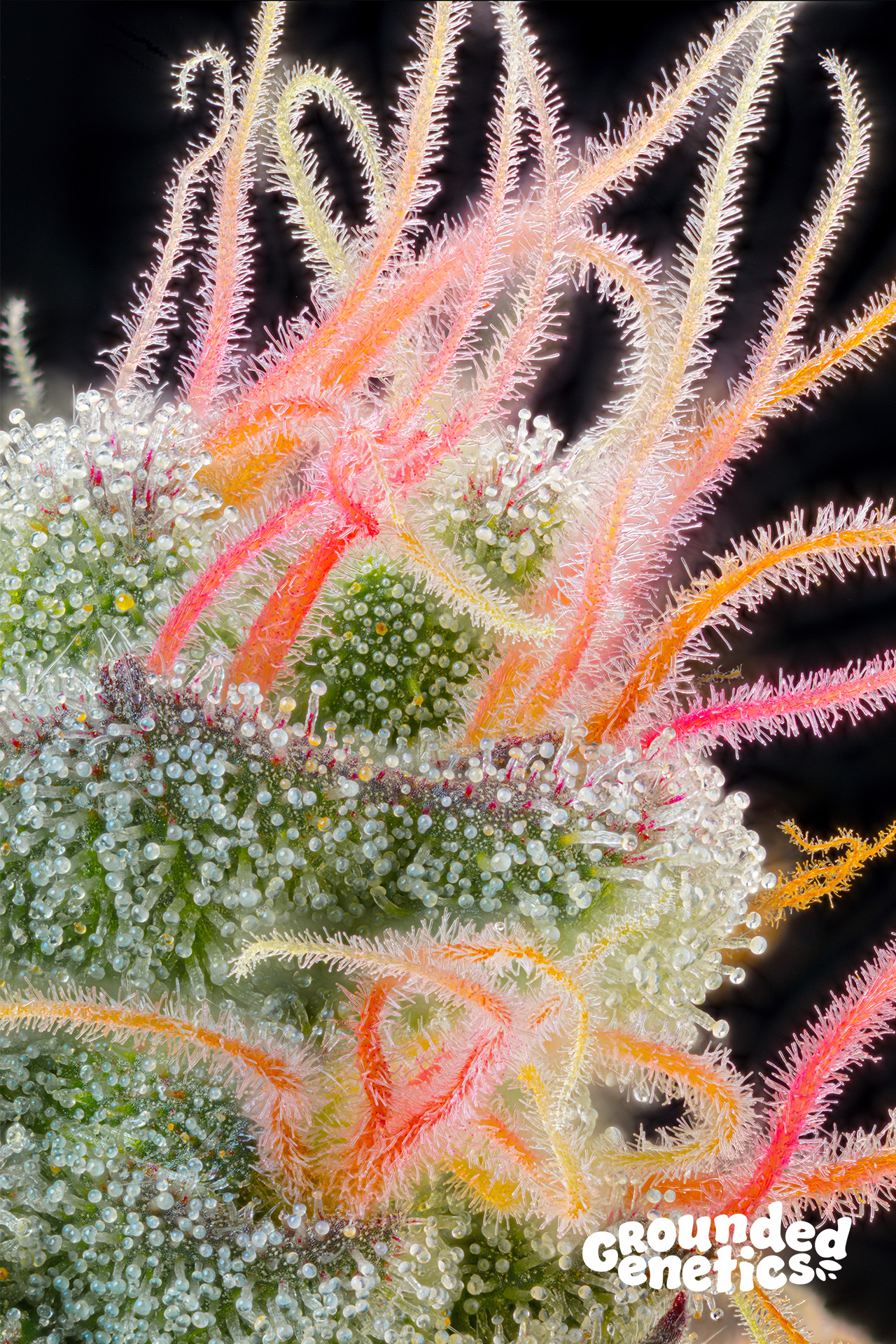 Pink Honey von Grounded Genetics