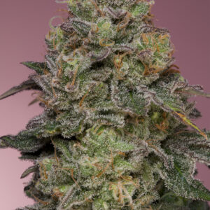Pink Parmesan von Grounded Genetics