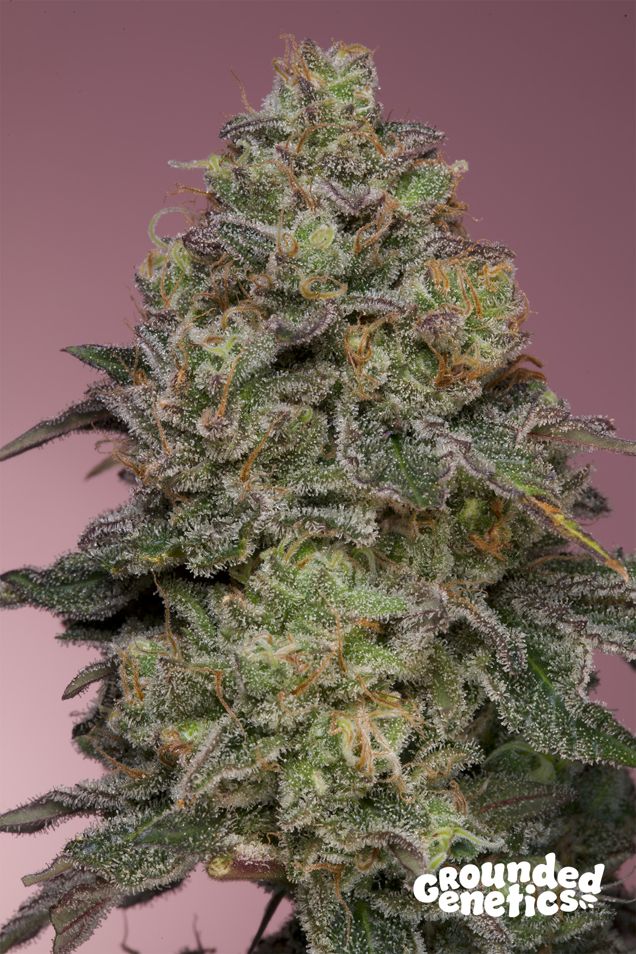 Pink Parmesan von Grounded Genetics