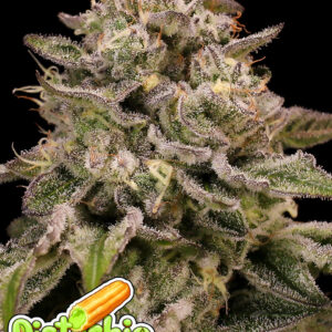 Auto Pistachio Churro von Anesia Seeds