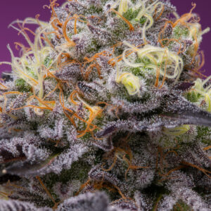 Pitaya von Grounded Genetics