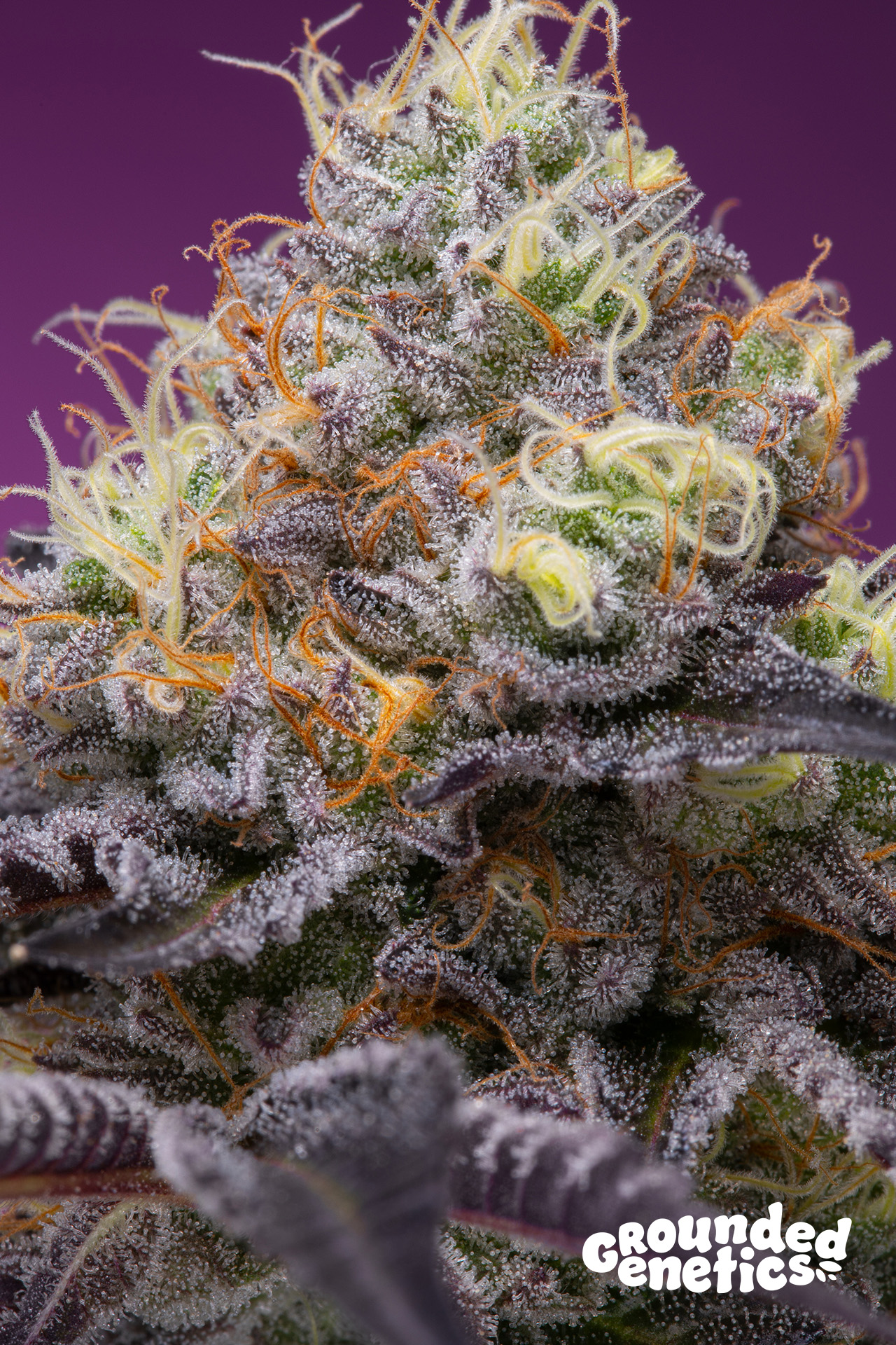 Pitaya von Grounded Genetics
