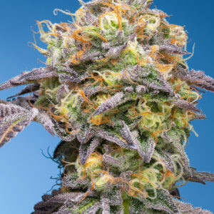 Plumz von Grounded Genetics