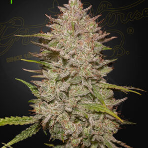 Chemical Candy Auto von Green House Seed Co.