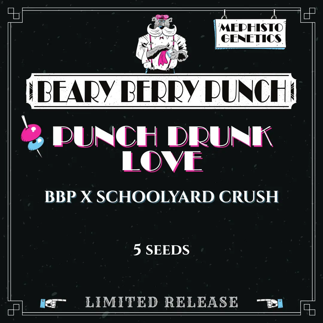 punch drunk love 5+1er – mephisto genetics (autoflower samen)