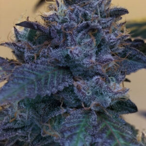 Raspberry Z von Grounded Genetics