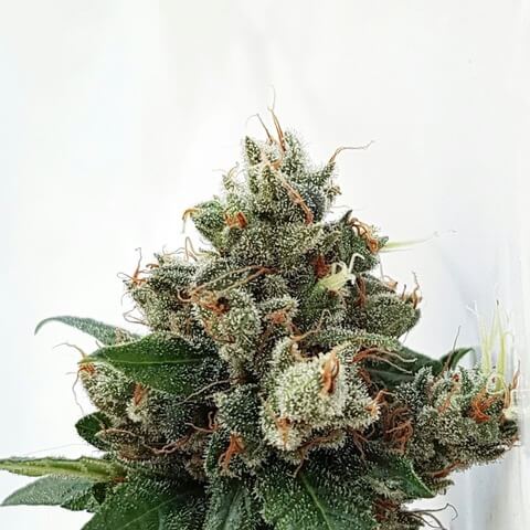 Respect 4 GG4 von Expert Seeds