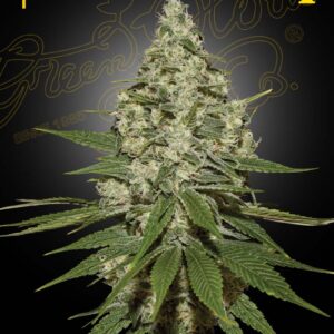 Super Lemon Haze von Green House Seed Co.
