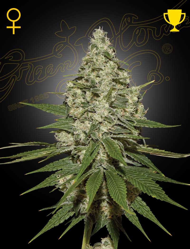 Super Lemon Haze von Green House Seed Co.