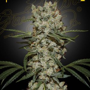 Super Silver Haze von Green House Seed Co.
