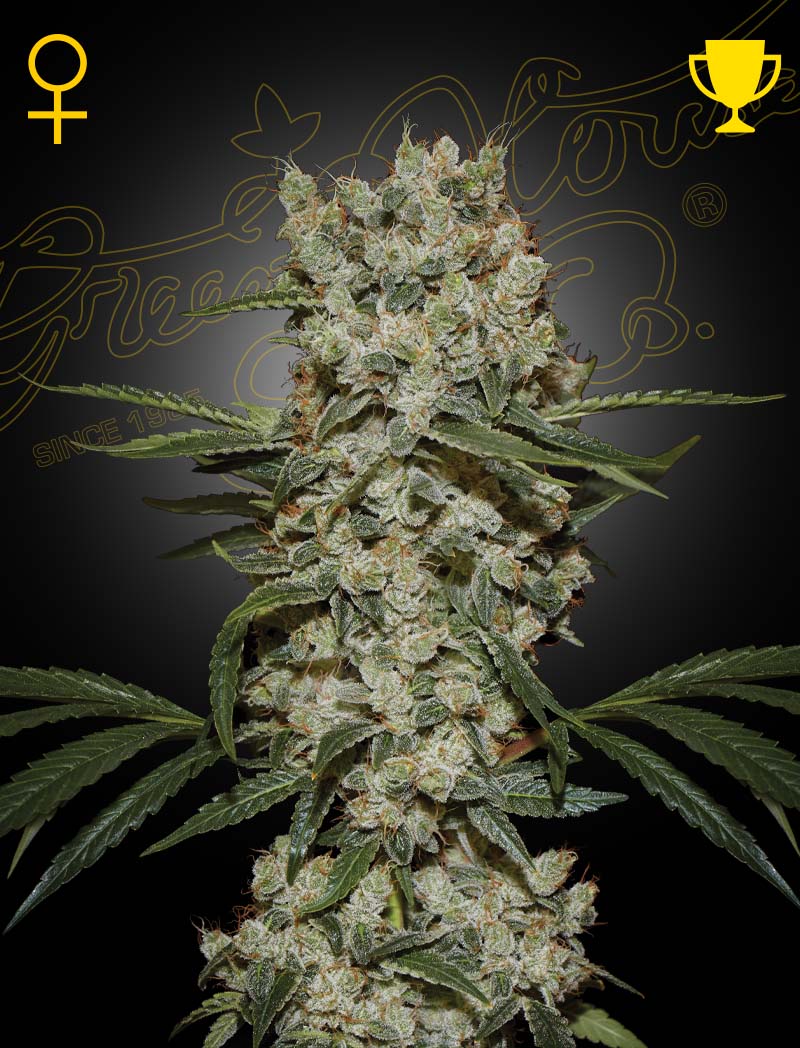Super Silver Haze von Green House Seed Co.