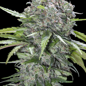 San Bacio Burger von Advanced Seeds