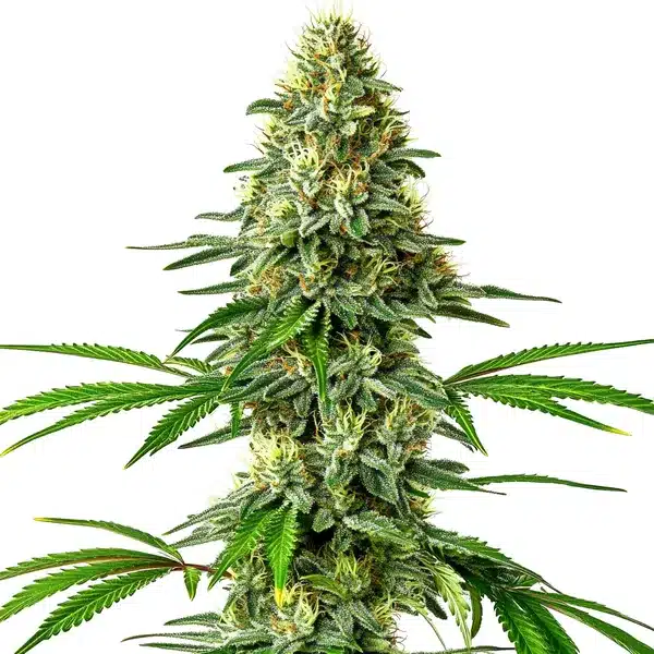 Santa Muerte von Blimburn Seeds
