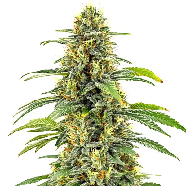 Santa Muerte FBV von Blimburn Seeds
