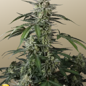 fast buds banana guava auto