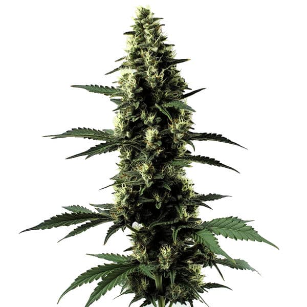 Silver Surfer Haze von Blimburn Seeds