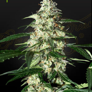 Skunk Auto von Green House Seed Co.