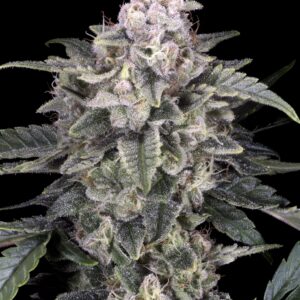 Slurricane von Advanced Seeds