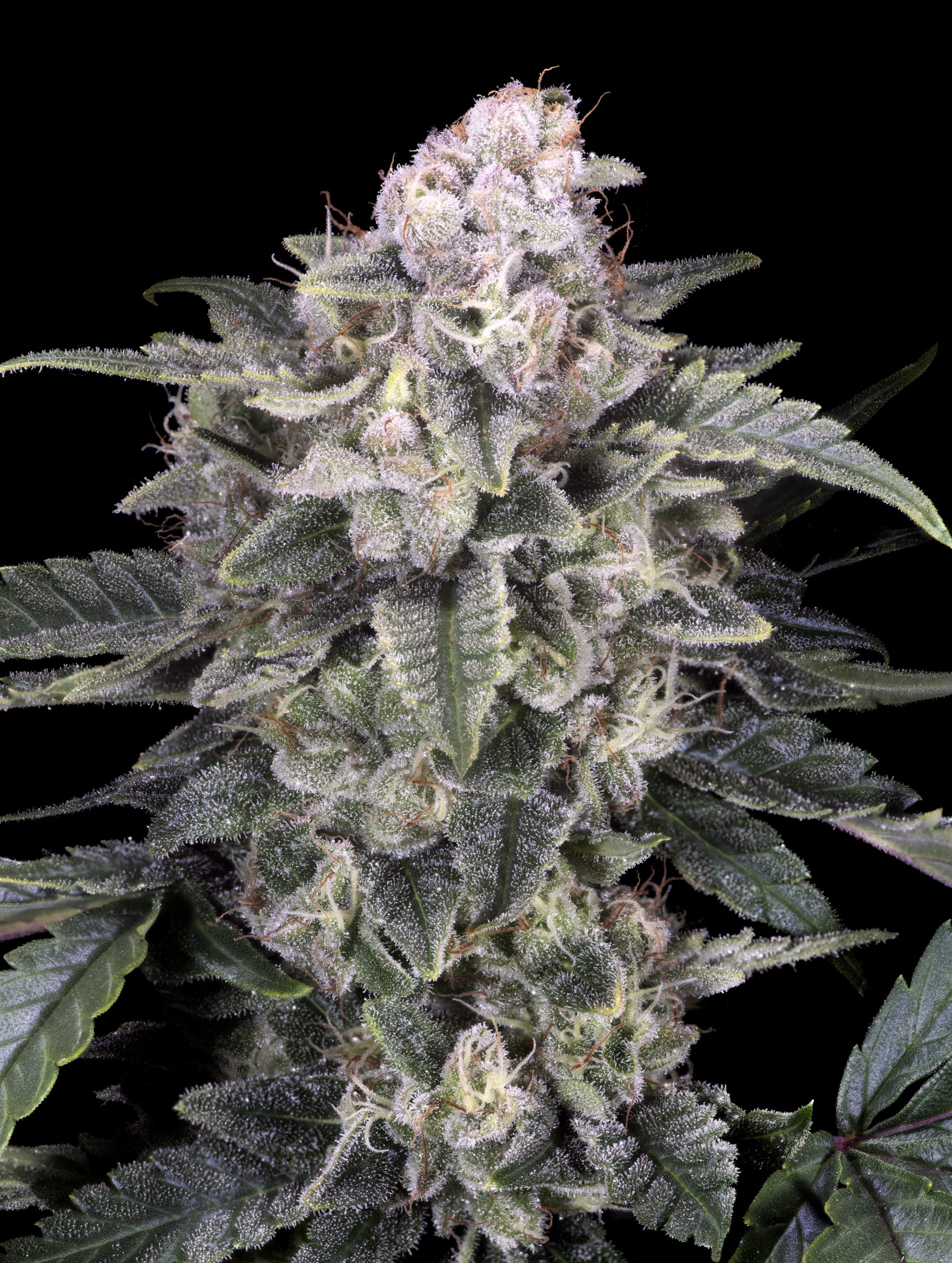 Slurricane Advanced Seeds