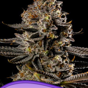 Smashberry Fumez Auto von Anesia Seeds