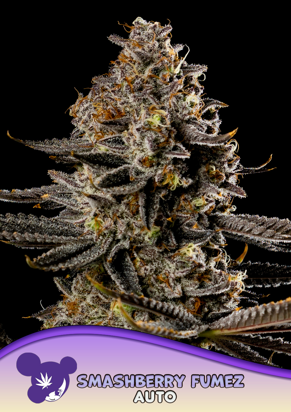 Smashberry Fumez Auto von Anesia Seeds