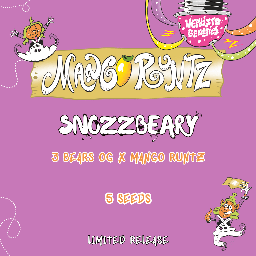 snozzbeary 5+1er – mephisto genetics (autoflower samen)