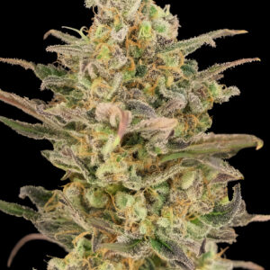 Somango Glue von Advanced Seeds