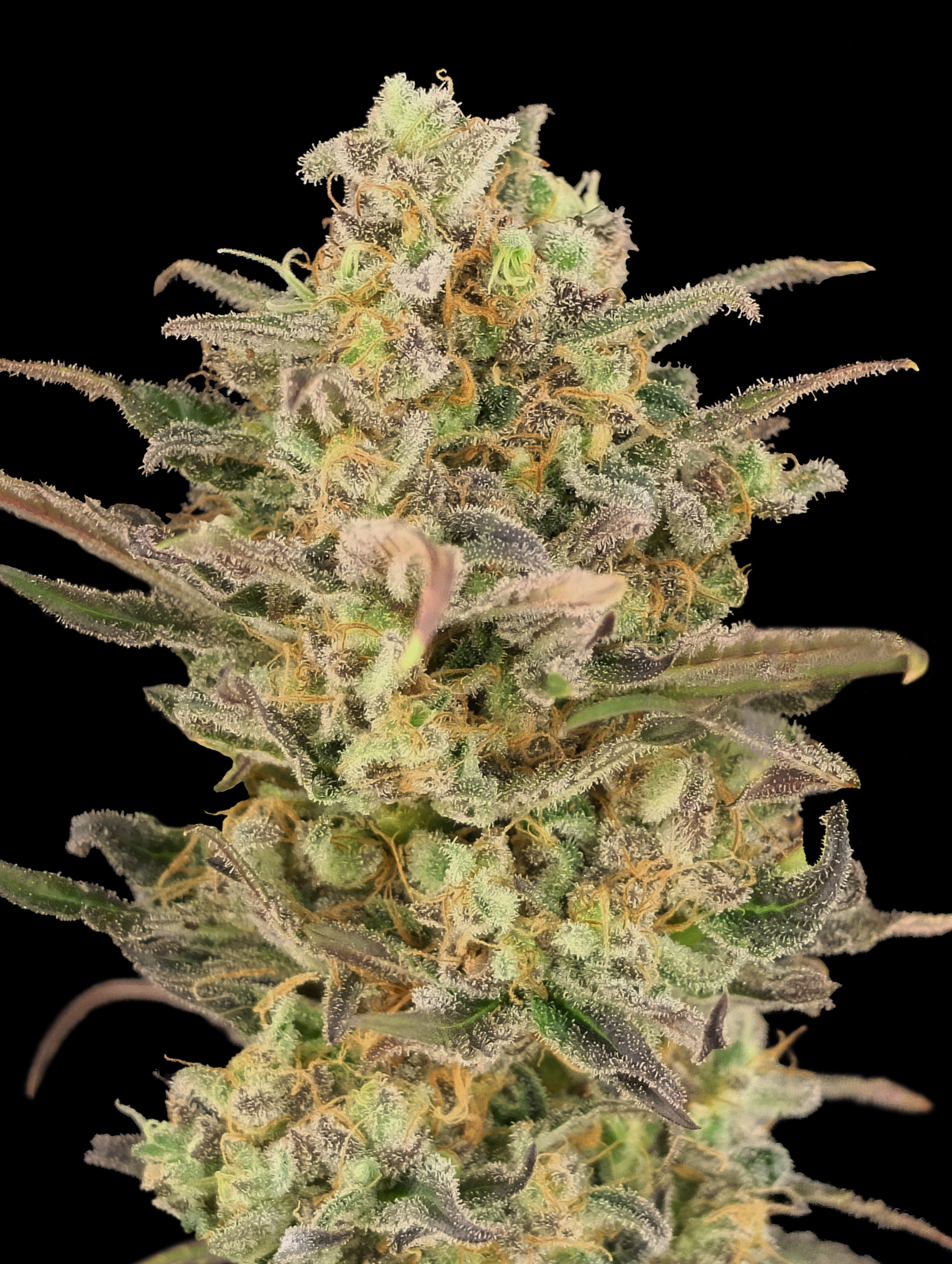 Somango Glue Advanced Seeds