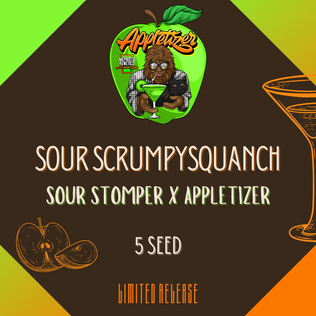 sour scrumpysquanch 5er – mephisto genetics (autoflower samen)