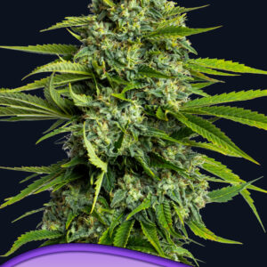 Sticky Boof von Anesia Seeds