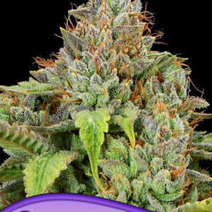 Sticky Boof Auto von Anesia Seeds
