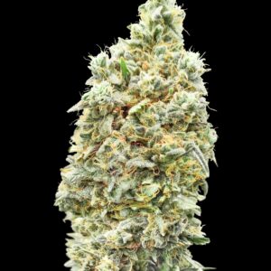 Strawberry Banana Fast von Advanced Seeds