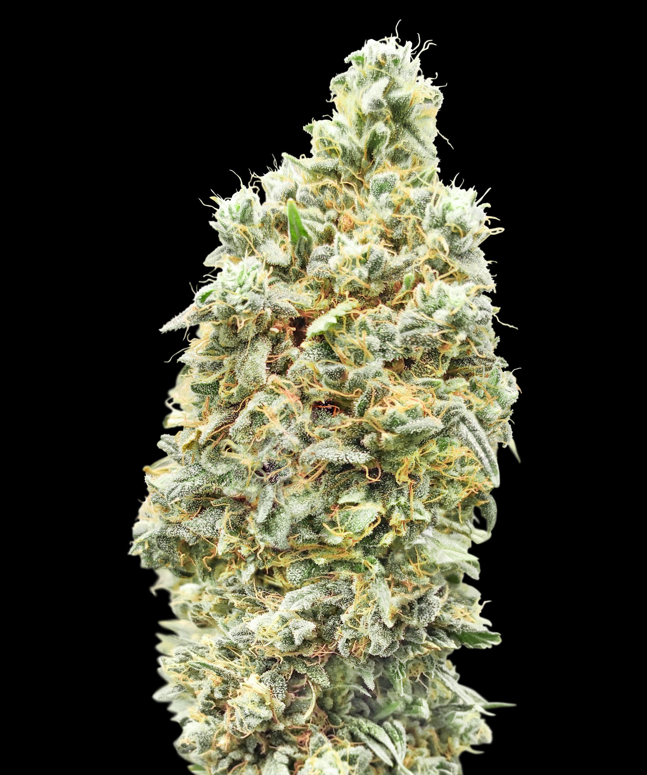 Strawberry Banana Fast Advanced Seeds